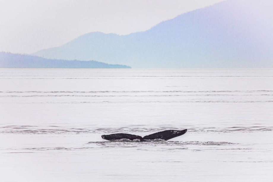 Whale Tail